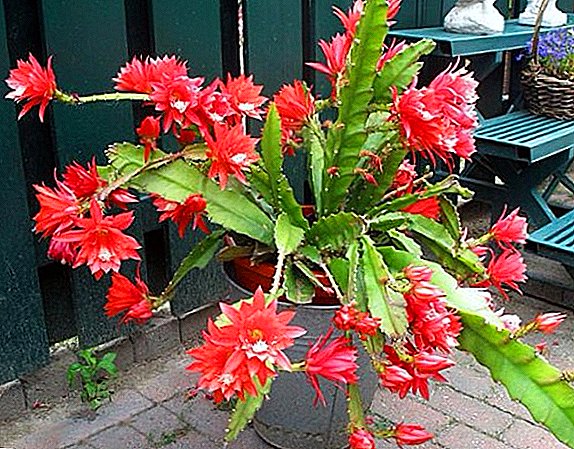 How to care for the plant epiphyllum