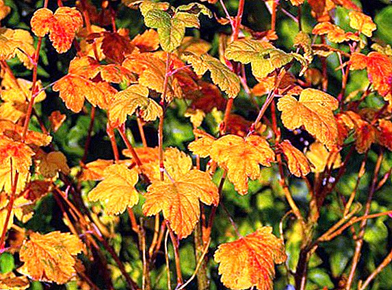 How to care for currants in the fall, which includes autumnal care
