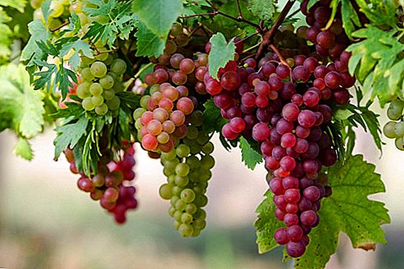 How to care for grapes in spring