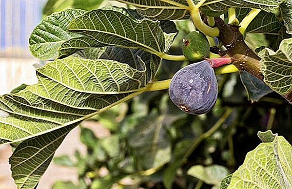 How to cover and prepare figs for winter