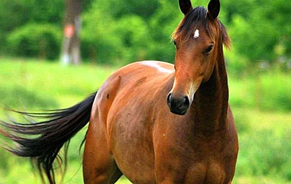 How to choose a horse for yourself