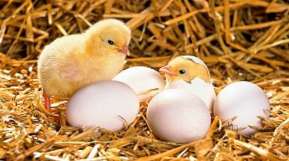 Kako rastejo kokoši