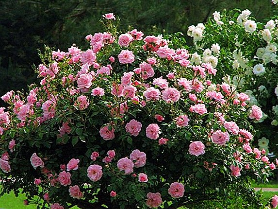 Cómo cultivar rosas de arbusto.