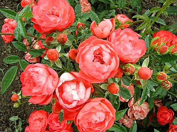 How to grow ground cover roses: planting, feeding, pruning and reproduction