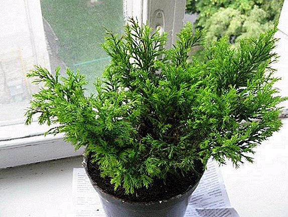 How to grow a cypress at home