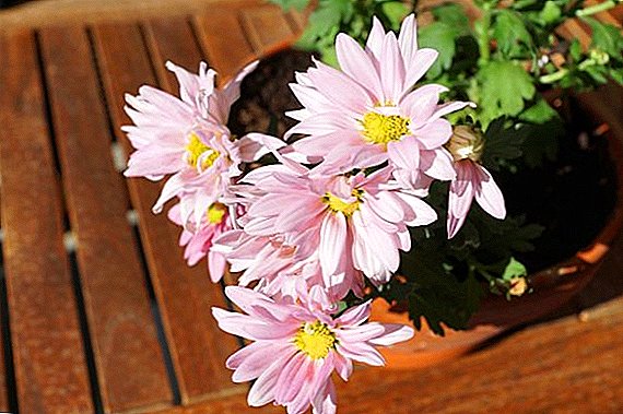 How to grow a chrysanthemum room, tips on planting and care