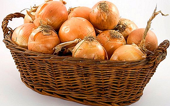 How to grow onions from seeds when sowing on seedlings