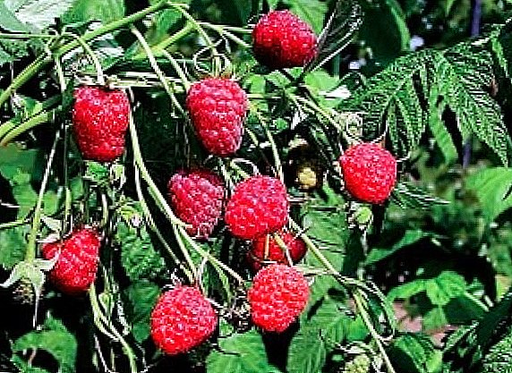 How to plant raspberry bushes