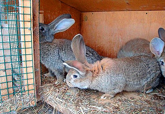 Ako sa dostať blchy u králikov