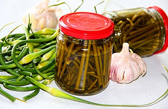 How to pickle the arrows of garlic: a few useful recipes