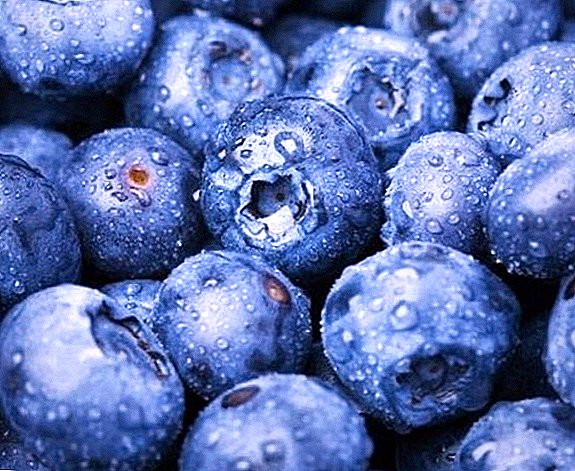 How to freeze blueberries: we save