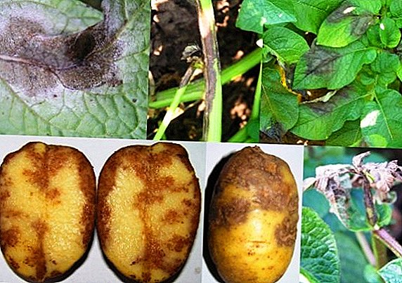 How to prevent and deal with late blight of potatoes