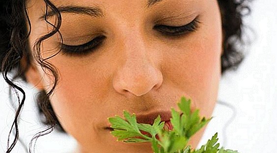 How to terminate pregnancy with parsley in the early stages