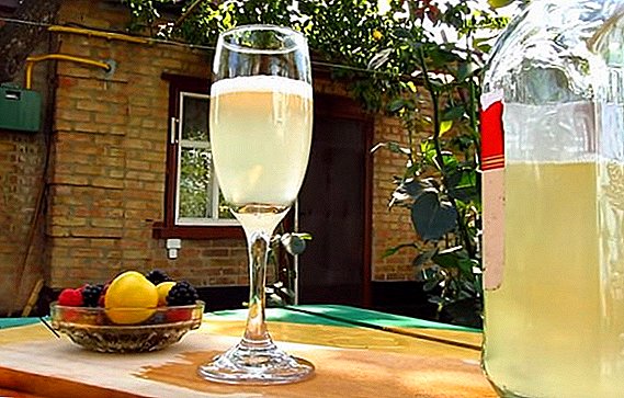 How to make homemade champagne from grape leaves