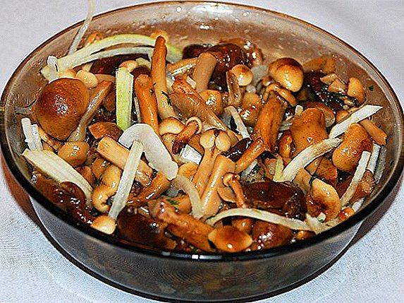 Hoe te koken voor de winter en de nuttige gepekelde champignons