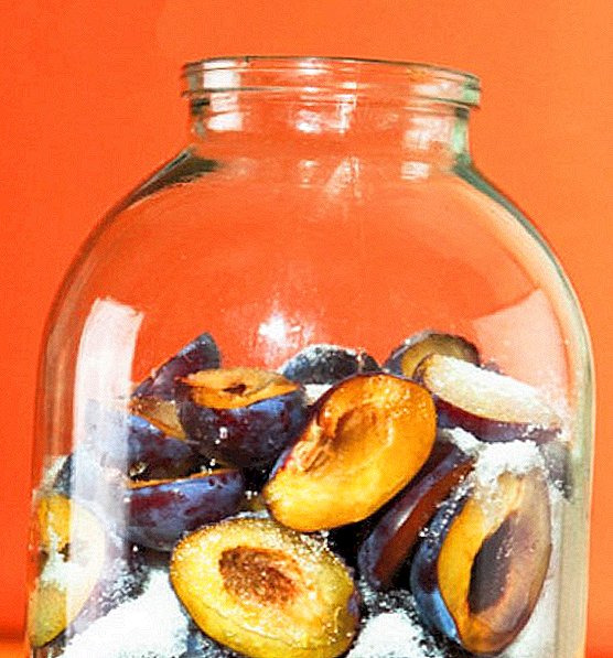 How to prepare a tincture of plums on vodka and how it is useful