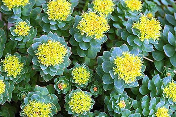 How to make tincture of rhodiola rosea (golden root), and how it is useful