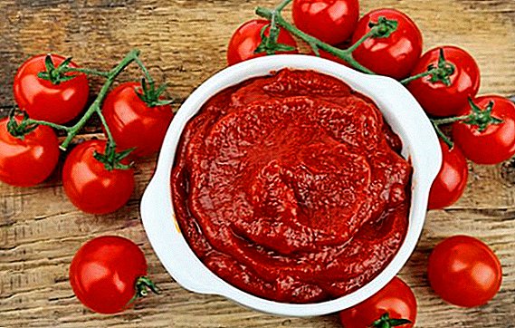 How to cook tomato paste for the winter: simple recipes for your table