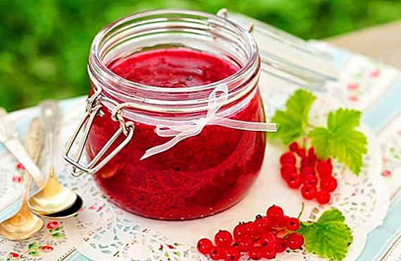 How to cook red currant jelly for winter