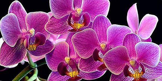 How to use cytokinin paste for breeding orchids