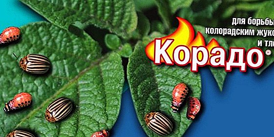 How to apply Corado to fight the Colorado potato beetle and aphids