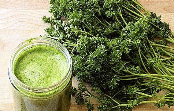 How to use parsley for the treatment of edema