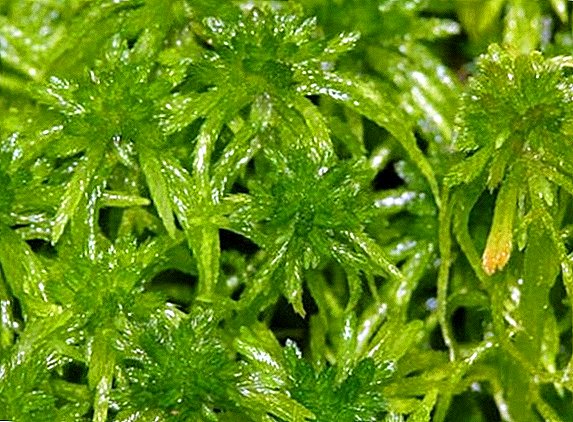 Hvordan man bruger de gode og helbredende egenskaber hos Sphagnum moss