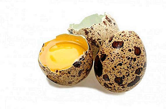 Cómo tomar la cáscara de huevo de codorniz: sus beneficios y daños.