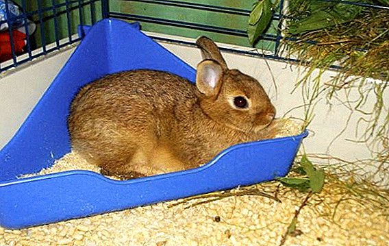 How to teach a decorative rabbit to the toilet