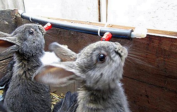 Як привчити кролика до ніпельним поїлки