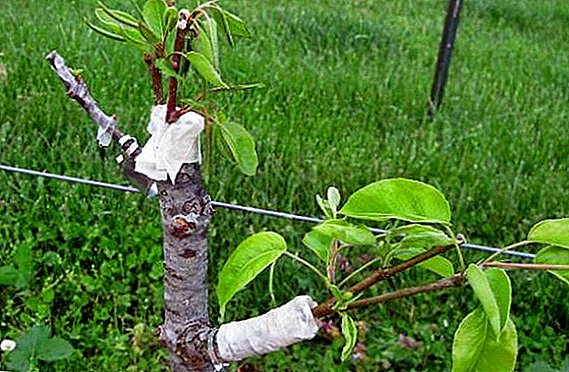 Wie man im Frühjahr einen Apfelbaum pflanzt