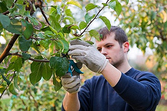 Cum să plantați pomi fructiferi în timpul verii?
