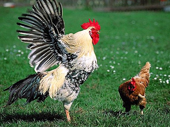 How is mating rooster and chicken