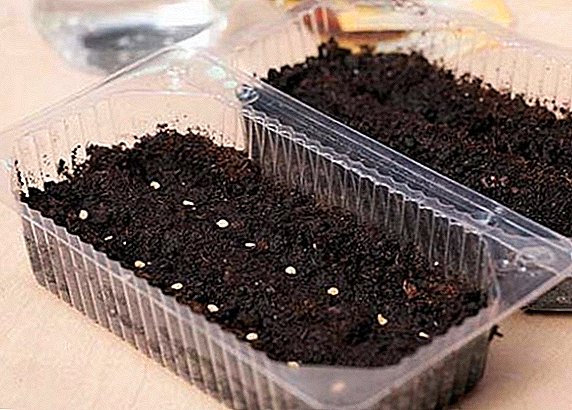 How to germinate and how to plant tomato seeds