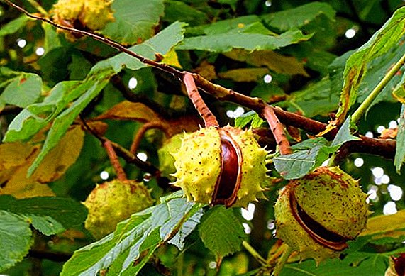 How to germinate chestnut walnut?