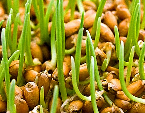 How to germinate wheat for laying hens