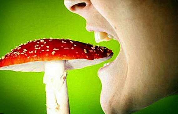 포크 방법으로 버섯을 먹을 수있는 방법을 확인하는 것은 위험한 일입니까?