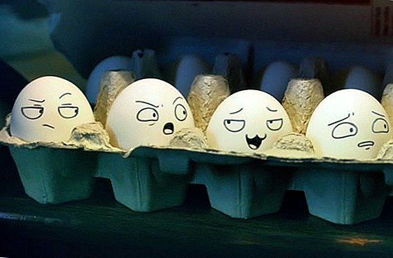 Hoe de versheid van eieren thuis te controleren