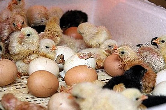 Inkubaattorin desinfiointi ennen munien asettamista