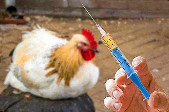 Hoe een vaccinatiecomplex voor kippen te houden, het belang van vaccinaties