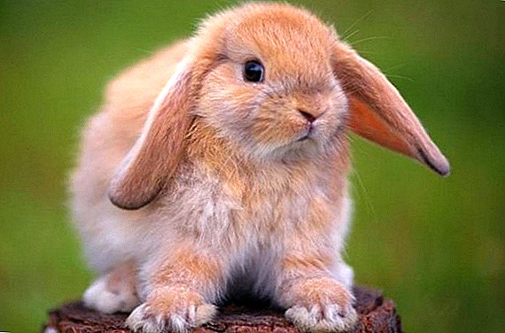 Hoe allergisch voor konijnen zich manifesteert: bij een kind en bij volwassenen