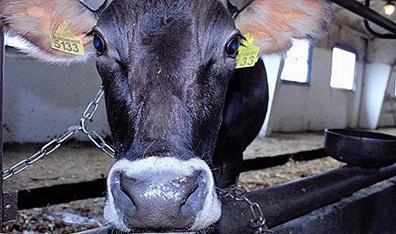 كيفية التعرف على حمل البقرة وماذا تفعل إذا لم يتم تغطيتها