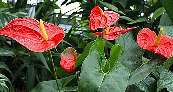 How to multiply anthurium at home