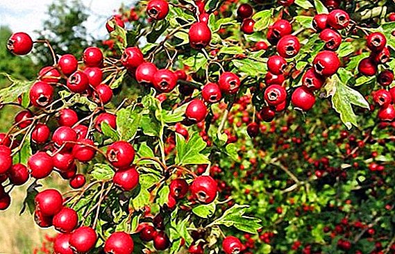 How to multiply hawthorn at home