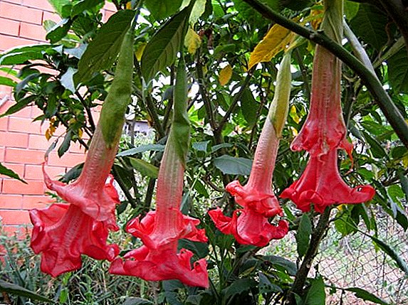 Wie man Brugmansia-Stecklinge verbreitet, empfiehlt der Florist