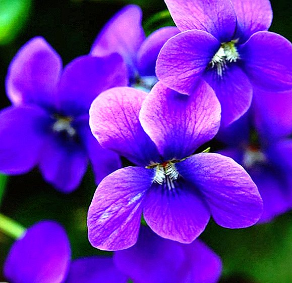 Como propagar folha violeta em casa