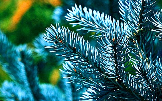 How to propagate blue spruce cuttings