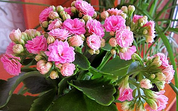 How to propagate Kalanchoe at home?