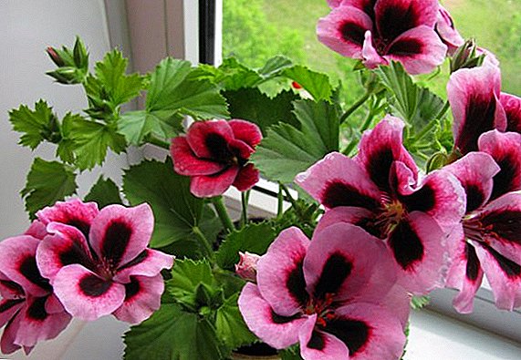 How to propagate the royal geranium at home