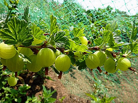 Как да размножавате цариградско грозде, съвети и трикове